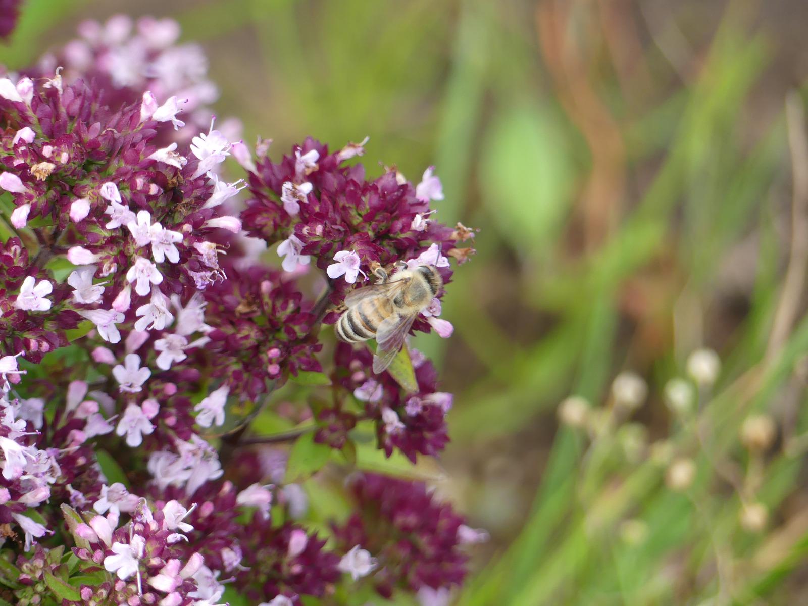 Wild bees and other pollinating insects, many species of which are endangered, are vital for biodiversity. 